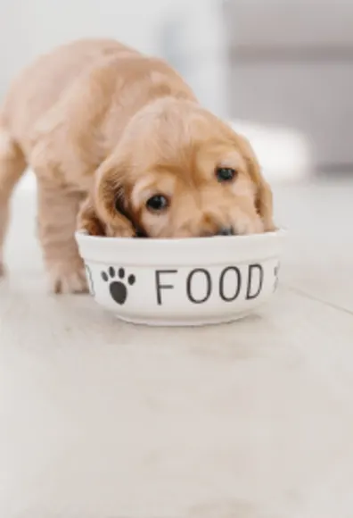 Puppy eating from bowl of good